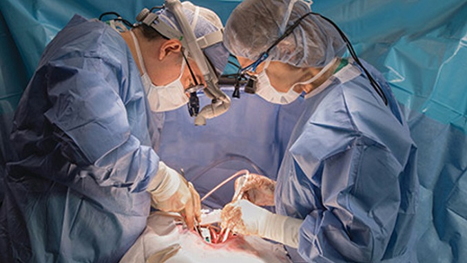 transplant surgery